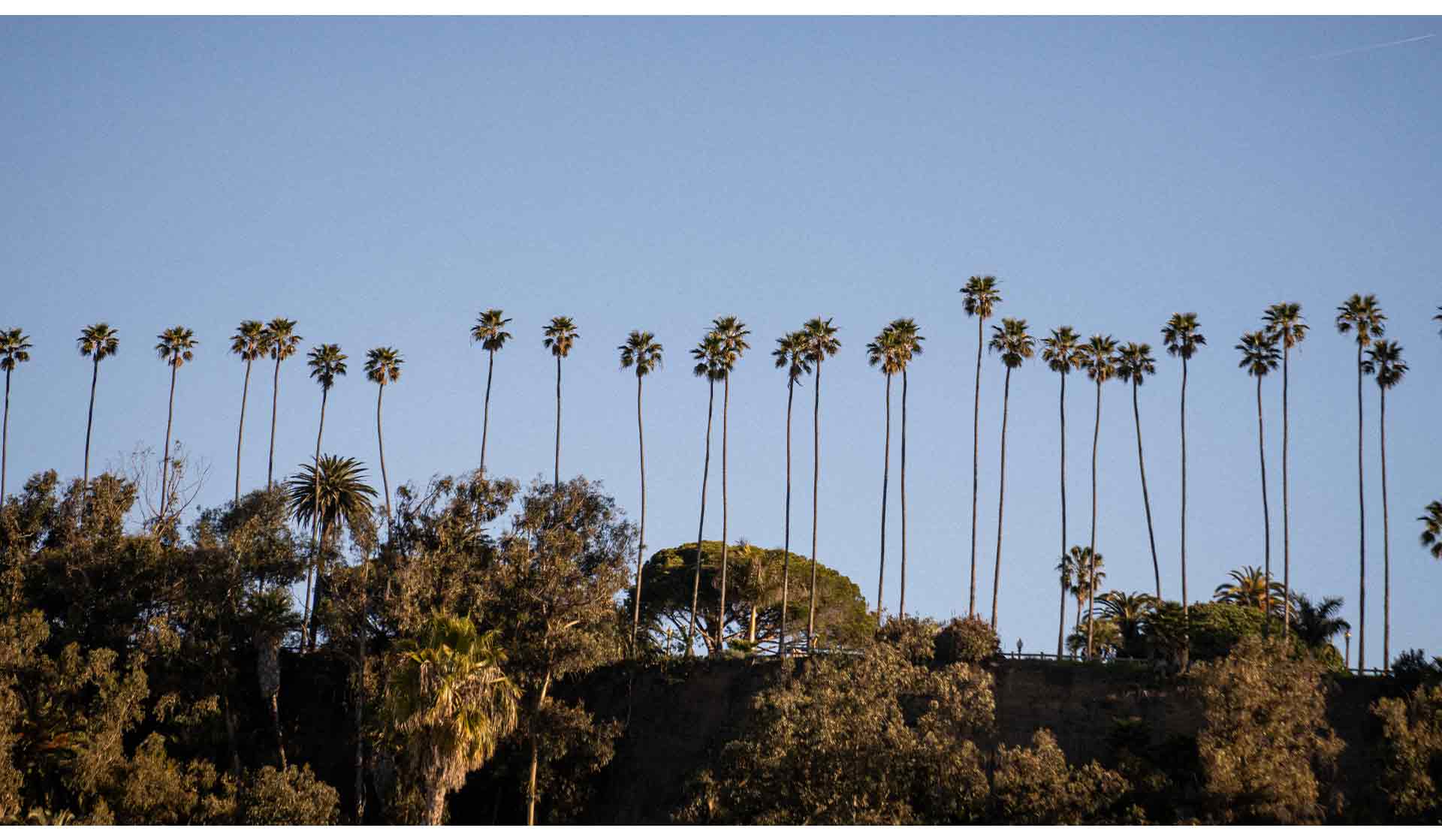 palm tree line in california
