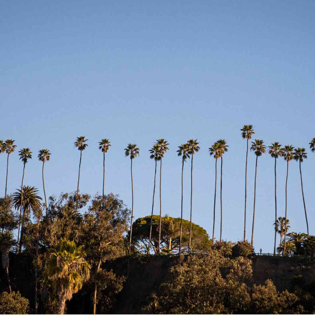 palm tree line in california